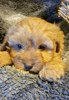 Boone, a male Cavapoo for sale in Clinton, MO – Photo 4 of 7