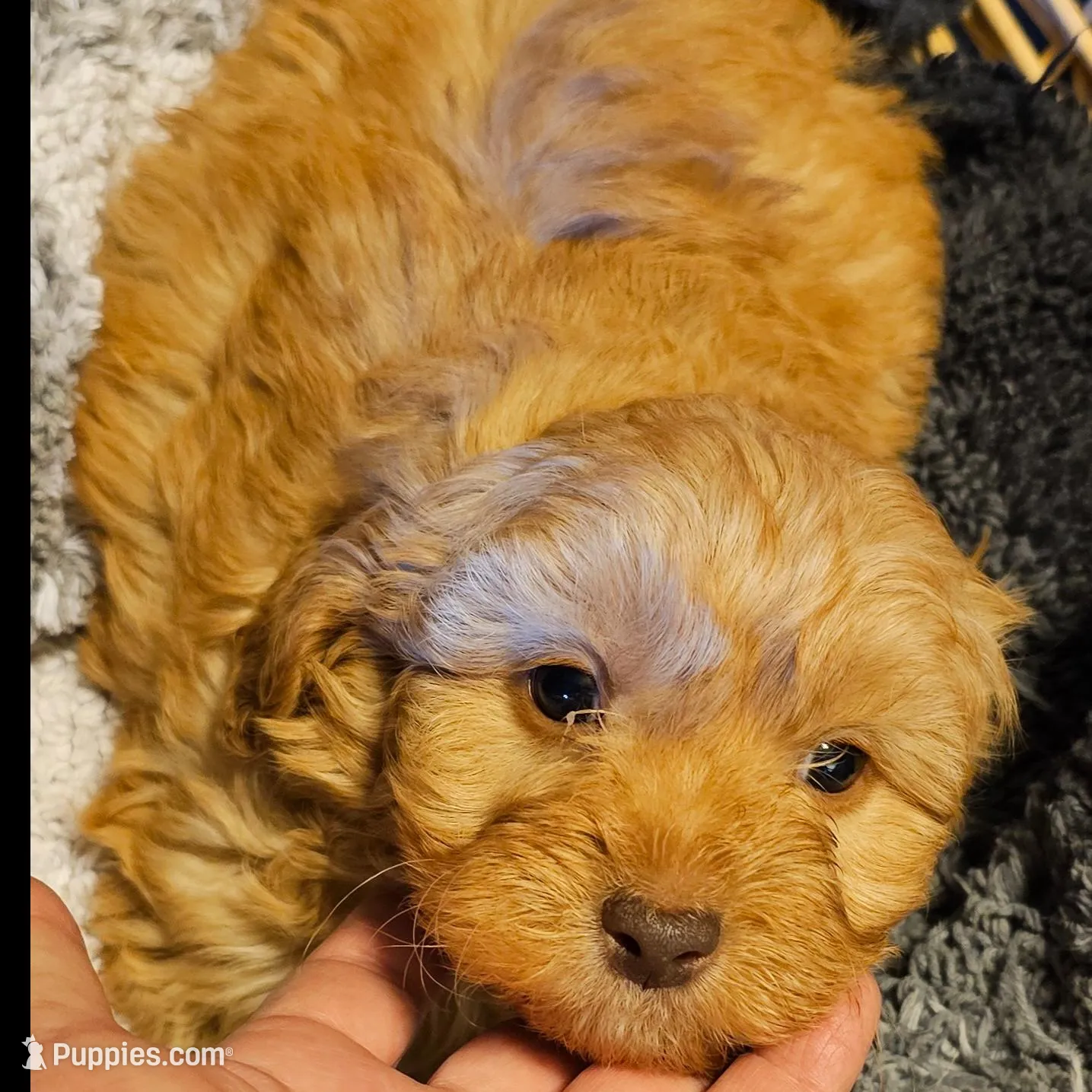 Boone, a male Cavapoo for sale in Clinton, MO – Photo 1 of 7