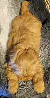 Boone, a male Cavapoo for sale in Clinton, MO – Photo 7 of 7