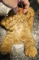 Boone, a male Cavapoo for sale in Clinton, MO – Photo 5 of 7