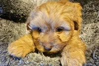 Boone, a male Cavapoo for sale in Clinton, MO – Photo 6 of 7