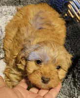 Boone, a male Cavapoo for sale in Clinton, MO – Photo 3 of 7