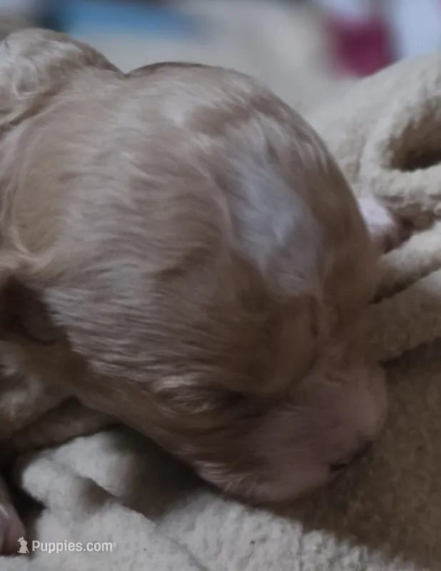 Farmer – Cavapoo puppy for sale in Clinton, MO