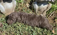 Coco, a male Cavapoo for sale in Clinton, MO – 3 of 7
