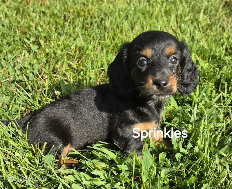 Sprinkles Long-haired  – Miniature Dachshund puppy for sale in Clinton, MO