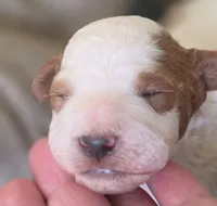 Toby, a male Cavapoo for sale in Clinton, MO – 4 of 9