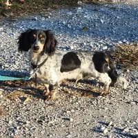 Dasie Long-haired , a female Miniature Dachshund for sale in Clinton, MO – 8 of 9
