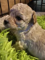 Cigi, a female Cavachon for sale in Clinton, MO – Photo 5 of 9