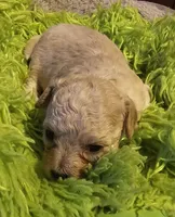 Cigi, a female Cavachon for sale in Clinton, MO – Photo 2 of 9