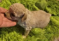 Cigi, a female Cavachon for sale in Clinton, MO – Photo 4 of 9