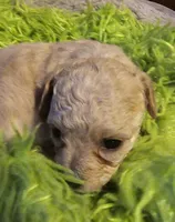 Cigi, a female Cavachon for sale in Clinton, MO – Photo 3 of 9