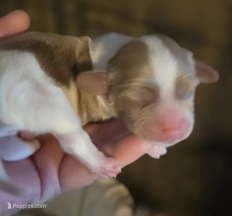 Brewery Long-haired  – Miniature Dachshund puppy for sale in Clinton, MO