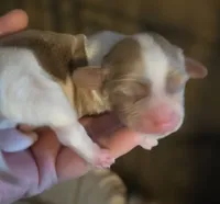 Brewery Long-haired , a male Miniature Dachshund for sale in Clinton, MO – 1 of 10