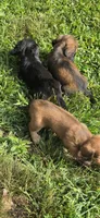 Dasie Long-haired , a female Miniature Dachshund for sale in Clinton, MO – 4 of 9