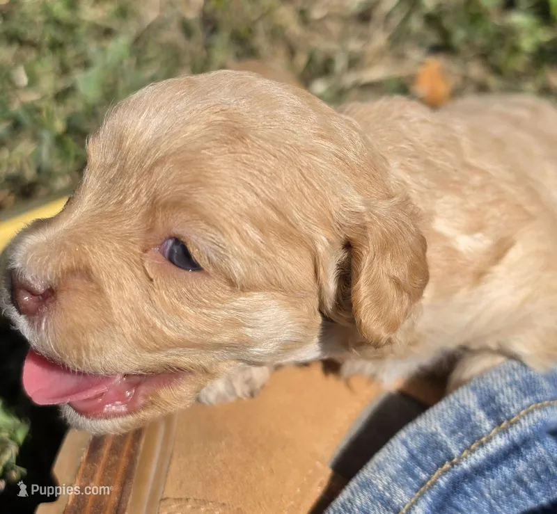 "CREAMER" – Cavapoo puppy for sale in Clinton, MO