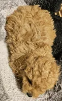 Betsy, a female Cavapoo for sale in Clinton, MO – Photo 6 of 7