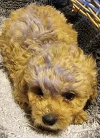 Betsy, a female Cavapoo for sale in Clinton, MO – Photo 5 of 7