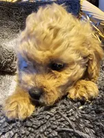 Betsy, a female Cavapoo for sale in Clinton, MO – Photo 4 of 7