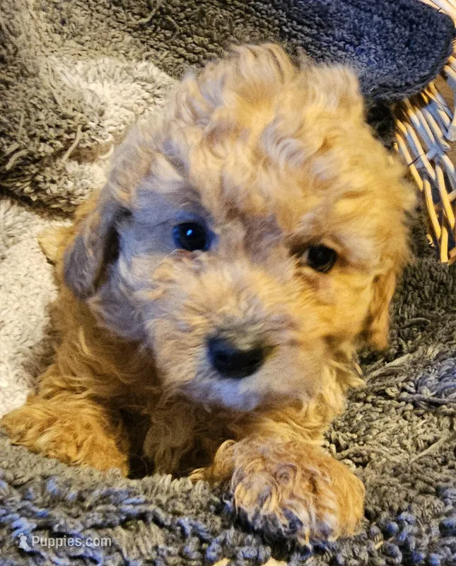Betsy, a female Cavapoo for sale in Clinton, MO – Photo 1 of 7