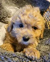 Betsy, a female Cavapoo for sale in Clinton, MO – Photo 1 of 7
