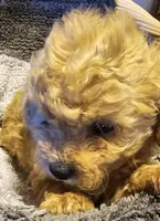 Betsy, a female Cavapoo for sale in Clinton, MO – Photo 2 of 7