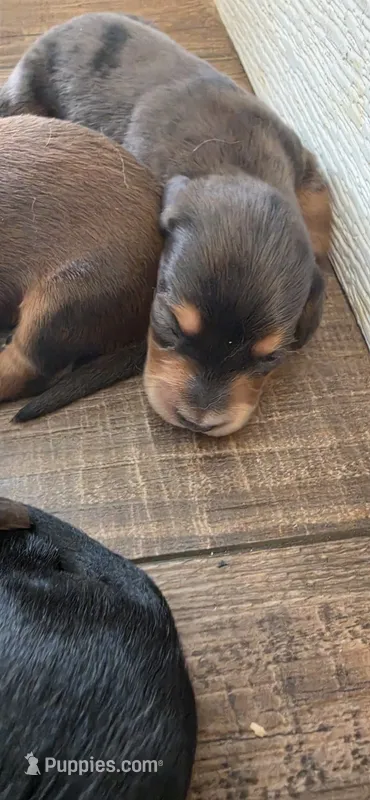 BT Long-haired  – Miniature Dachshund puppy for sale in Clinton, MO