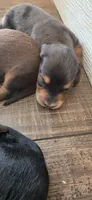 BT Long-haired , a male Miniature Dachshund for sale in Clinton, MO – 1 of 7