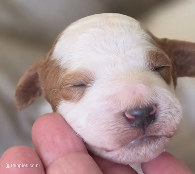Toby – Cavapoo puppy for sale in Clinton, MO