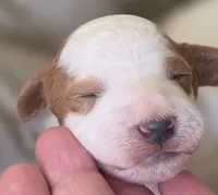Toby, a male Cavapoo for sale in Clinton, MO – 1 of 9