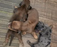Summer Long-haired , a female Miniature Dachshund for sale in Clinton, MO – 2 of 7