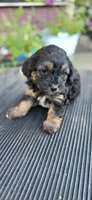 Frankie , a male Cavapoo for sale in Clinton, MO – 2 of 10