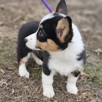 "Dottie " no tail, a female Cardigan Welsh Corgi for sale in Clinton, MO – Photo 6 of 9