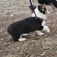 "Dottie " no tail, a female Cardigan Welsh Corgi for sale in Clinton, MO – Photo 7 of 9