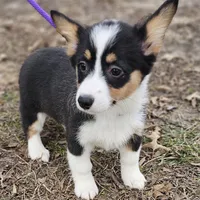 "Dottie " no tail, a female Cardigan Welsh Corgi for sale in Clinton, MO – Photo 2 of 9