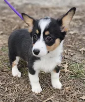 "Dottie " no tail, a female Cardigan Welsh Corgi for sale in Clinton, MO – Photo 2 of 9