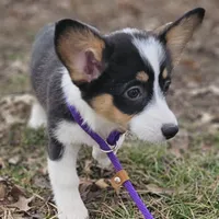 "Dottie " no tail, a female Cardigan Welsh Corgi for sale in Clinton, MO – Photo 3 of 9