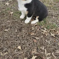 "Dottie " no tail, a female Cardigan Welsh Corgi for sale in Clinton, MO – Photo 9 of 9