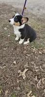 "Dottie " no tail, a female Cardigan Welsh Corgi for sale in Clinton, MO – Photo 9 of 9