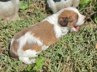 Missy, a female Cavapoo for sale in Clinton, MO – 10 of 10