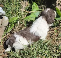 "PIXIE", a female Cavapoo for sale in Clinton, MO – 4 of 8