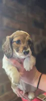 Draft Long-haired, a male Miniature Dachshund for sale in Clinton, MO – 10 of 10
