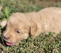 "CREAMER", a female Cavapoo for sale in Clinton, MO – 7 of 10