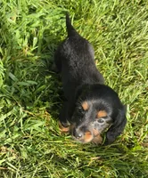Sprinkles Long-haired , a female Miniature Dachshund for sale in Clinton, MO – 3 of 10