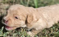 "CREAMER", a female Cavapoo for sale in Clinton, MO – 3 of 10