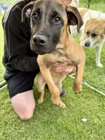 "OLLIE", a female Cane Corso and Labrador Retriever for sale in Clinton, MO – 7 of 10