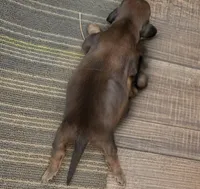 Summer Long-haired , a female Miniature Dachshund for sale in Clinton, MO – 1 of 7