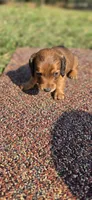 Summer Long-haired, a female Miniature Dachshund for sale in Clinton, MO – 7 of 9
