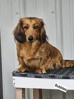 Dasie Long-haired , a female Miniature Dachshund for sale in Clinton, MO – 9 of 9