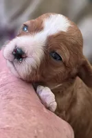 Morgan, a female Cavapoo for sale in Clinton, MO – 7 of 10