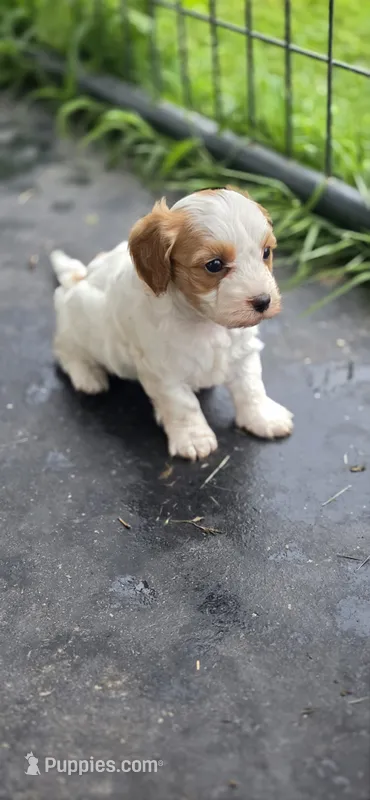 Fran – Cavapoo puppy for sale in Clinton, MO